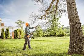 Best Arborist Consultation Services  in Clifton, CO