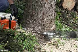 Best Tree Maintenance Programs  in Clifton, CO