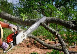 Best Root Management and Removal  in Clifton, CO