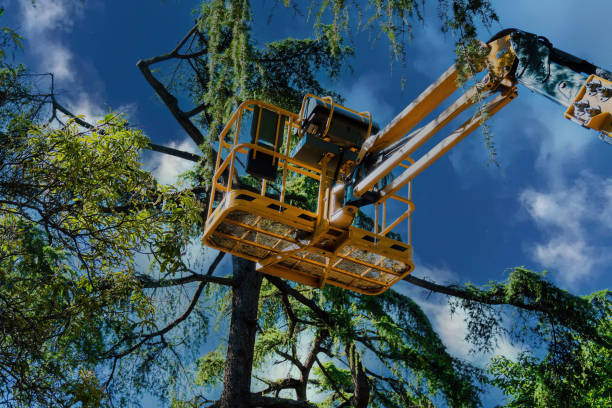 Trusted Clifton, CO Tree Removal Experts