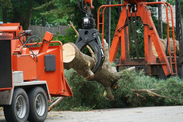 Best Hazardous Tree Removal  in Clifton, CO