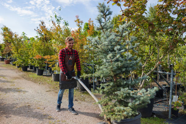 How Our Tree Care Process Works  in  Clifton, CO