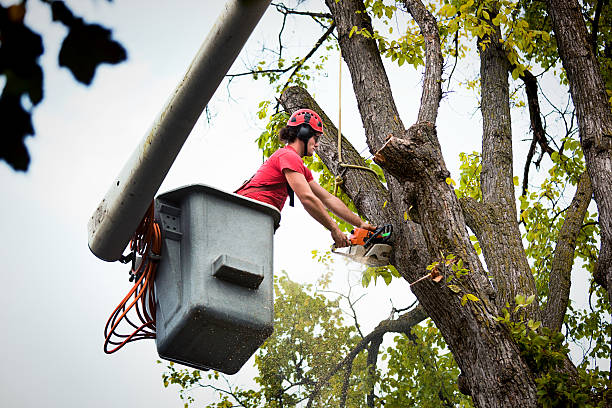 Best Tree Health Inspection  in Clifton, CO